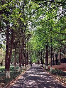 Kunming - Universite du Yunnan (47)